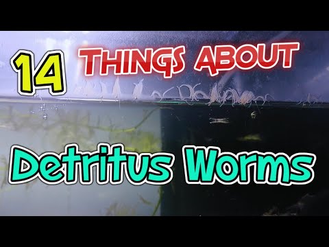 14 Things About Detritus Worms