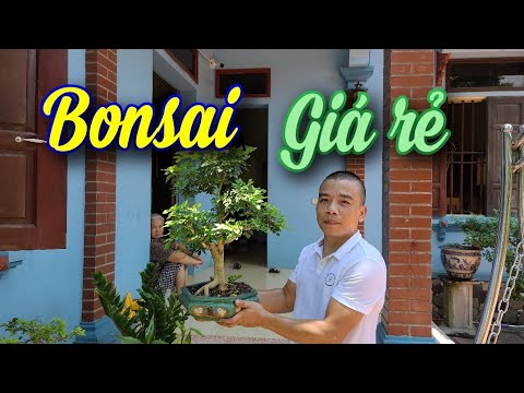 SH.6336. Bất ngờ khi gặp Huân Nguyệt Quế với nhiều cây giá rẻ tại Tiên Du Bắc Ninh. Đth 0356.09.1111