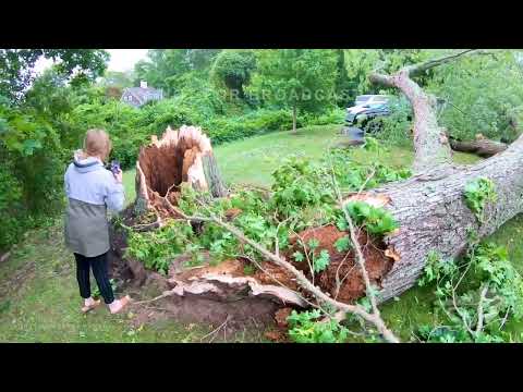 09-16-2023 Brewster, MA - Huge Tree Falls Onto Car On Cape Cod - Hurricane Lee- High Winds