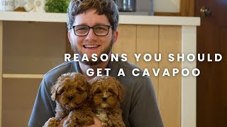 Reasons Why You Should Get A Cavapoo Puppy!