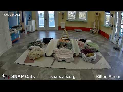 SNAP Cats Kitten Room