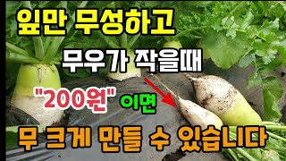 무잎만 무성하고 무우가 안클때 200원이면 간단히 무를 크게 만들 수 있습니다 김장무우 단단하고 달고 맛있게…