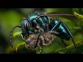 INSECTOS Brutales Los Más Peligrosos Y LETALES Del Planeta Documental Episodio 1