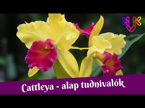 , title : 'Cattleya orchidea alap tudnivalók | Igényei, tartása és gondozása'