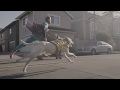 Surfing With Sugar TRAILER TOP DOG FILM FESTIVAL 2019