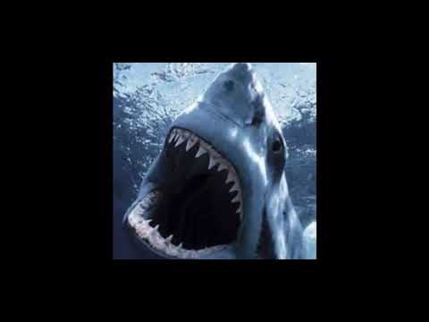 Suoneria “LO SQUALO”