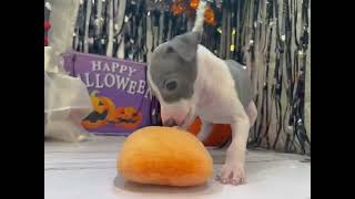 イタリアングレーハウンドの動画01