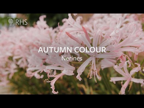 How to grow Nerines for autumn colour | Grow at Home | RHS