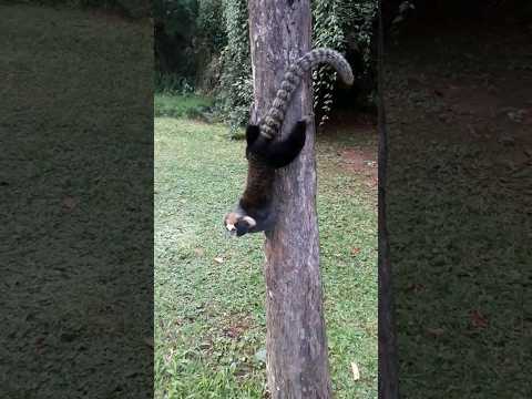 Macaco sagui brincando na árvore