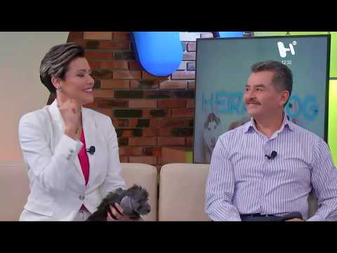 HeralDog en Perros Premier | Bedlington terrier | Heriberto Quintana | #PerrosPremier