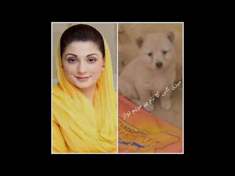 Pakistani Kutte Maryam Nawaz Sharif 1(4)