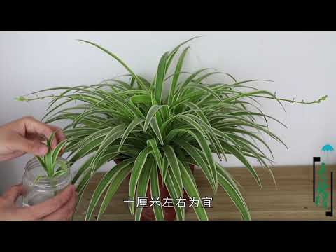 吊蘭水耕