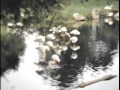 Detroit Zoo 1940