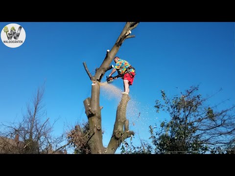 Idioten mit Kettensägen: Fehlgeschlagene Baumfällarbeiten | Extrem gefährliche Holztransport-Fails