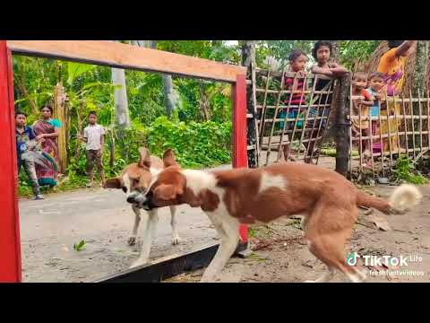Funny Video with Dog