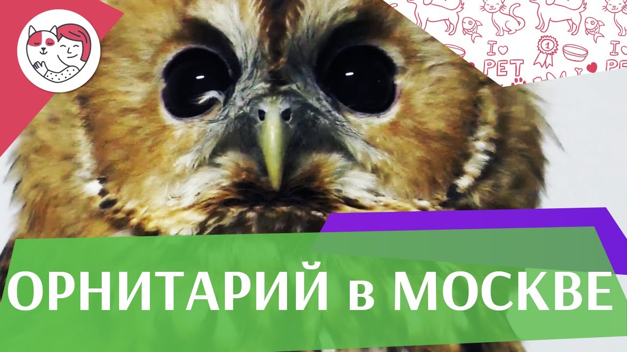 Орнитарий в Москве. Приют для диких птиц. Взять на попечение