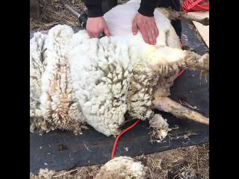 , title : 'Sheep Shearing Claire a Finnsheep VERY pregnant ewe'