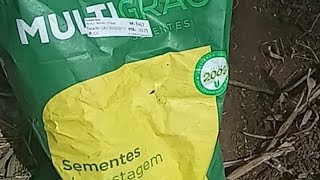 Como  plantar a semente de capim Andropogon corretamente.