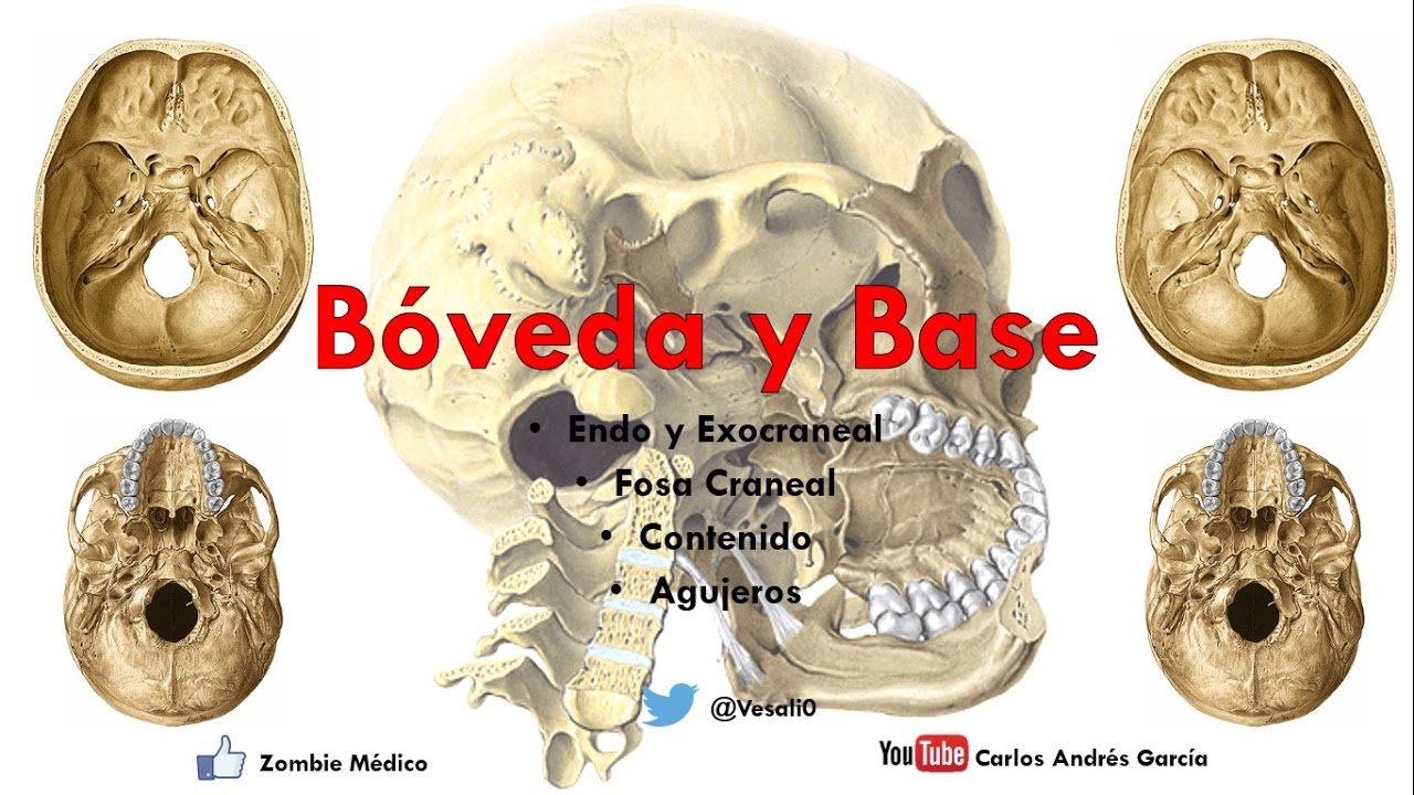 Anatomía - Bóveda y Base del Cráneo (Endo y Exocraneal, Fosas Craneales)