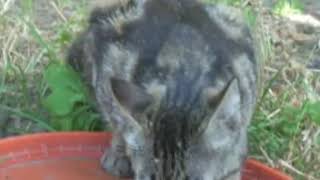 Mike Batt - The winds of change