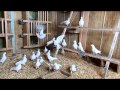 Бакинские бойные, белые голуби 1 