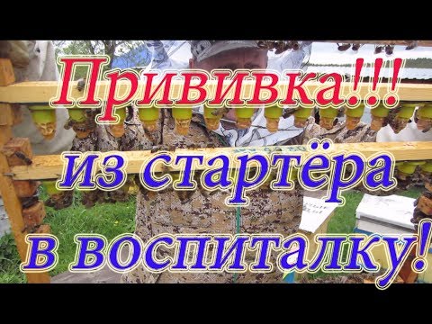 НА УЛИЦЕ +6, ПРОВЕРКА СТАРТЁРА НА ПРИЁМ ЛИЧИНОК и СТАВИМ В ВОСПИТАЛКИ🔥🔥🔥