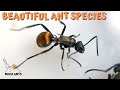 Amazing Ant Species Polyrachis Ammon Ant Keeping