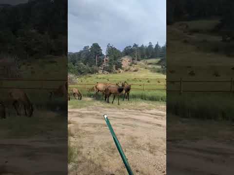 Herd of Elk Take Over Meadows