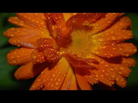 Dr Claire Weekes - Managing Anxiety