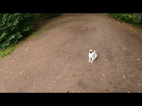 Stempelstelle 209 Moltkewarte - Harzer Wandernadel