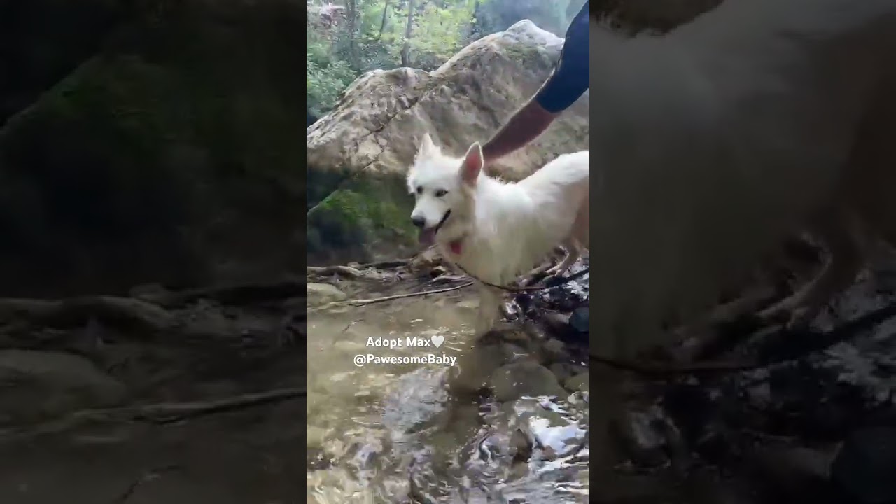 Max the Tripaw, a ADOPTABLE Husky in Vancouver, BC video 5/6