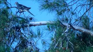 preview picture of video 'north las vegas bird in a tree'