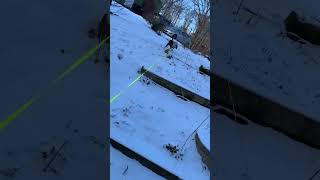 Video preview image #1 Rat-Cha Puppy For Sale in Wakefield, RI, USA