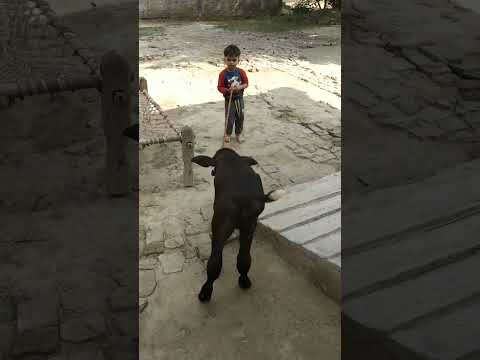 atishay with buffalo baby  💋🤩😀🙏😂🍔👌😃😱 #atishayworld #youtubeshorts