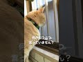 【猫動画かわいい】緊張が走る厳しくも果てしなく続くニャルソック