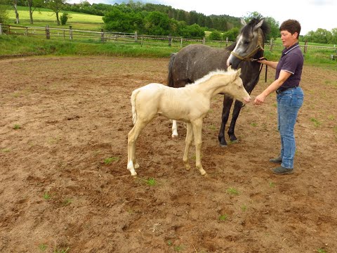 Grace v. Golden Grey x FS Numero Uno .Außenplatz 14 tage alt