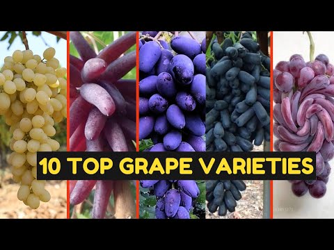 10 World's Best Grapes: Essential Varieties to Taste