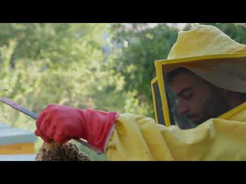 APE NERA SICULA, la mia giornata da apicoltore a San Marco d'Alunzio (Me)