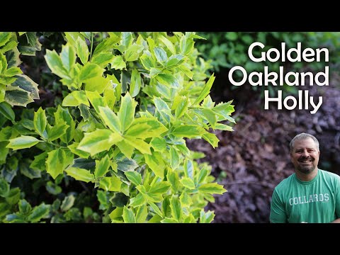 Golden Oakland® Holly