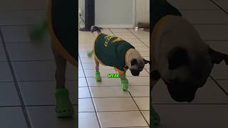 Download lagu Never let your dog wear shoes 🐶👞 mp3 Download lagu Never let your dog wear shoes 🐶👞 mp3