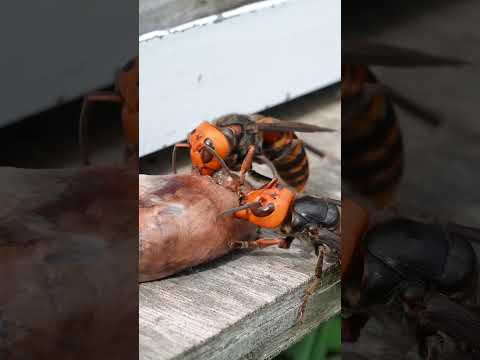 Distracting Giant Hornet with Chicken Hearts: Saving Honeybees