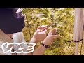 Australia S Underground Medicinal Marijuana Growers