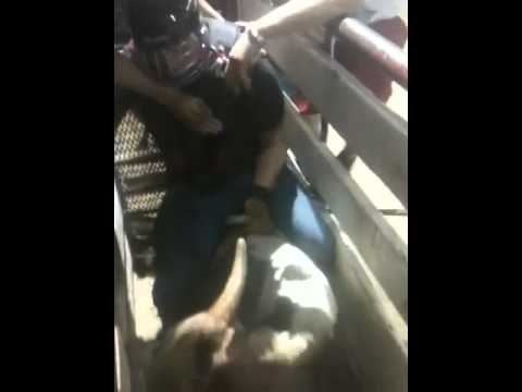 Corey - Bull Rider Extraordinaire