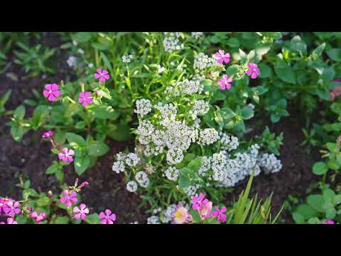 27 Stuart Road, Prospect, SA 5082, 3 રૂમ, 1 બાથરૂમ, House