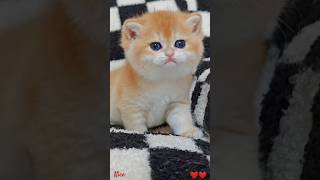 Download lagu #shorts meow cat, cute kitten #137 #shorts #shorts video #viral #viral #shorts #shorts #shorts mp3