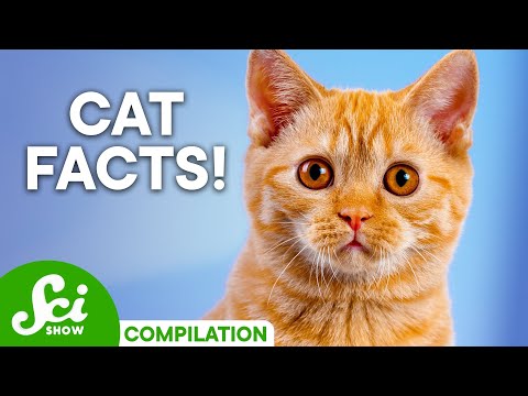 Your Cat Questions Answered! | Compilation