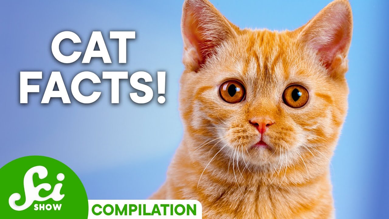 Your Cat Questions Answered! | Compilation