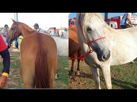 FEIRA DE CAVALOS DE CAMPO GRANDE-AL 🐎 21/02/2026  #fypyoutube#fazenda #cavalos 