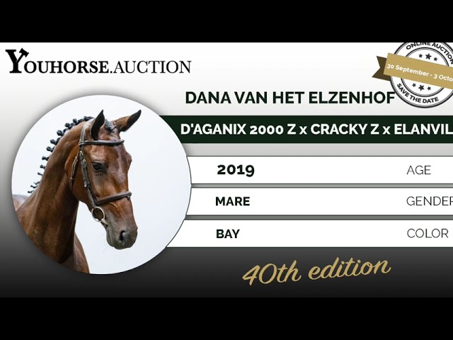 Youhorse.auction | Dana van het Elzenhof Z