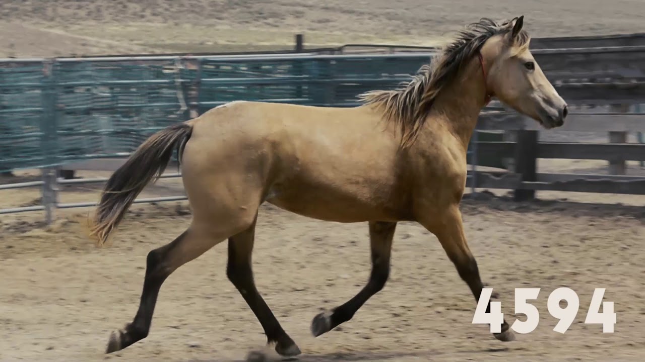 Wild horse online adoption, June 2018